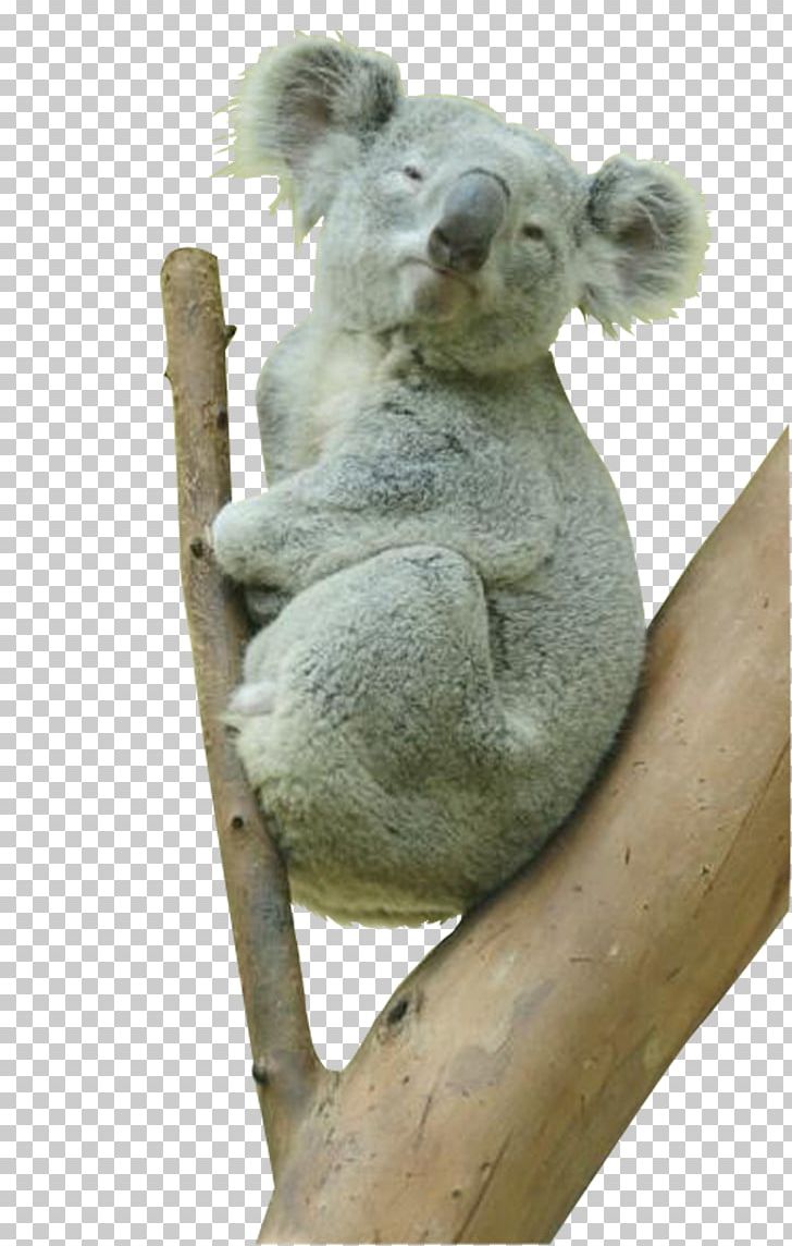Koala Australia Bear Animal PNG, Clipart, Animals, Australia Flag, Australia Map, Australian, Australian National Treasure Free PNG Download