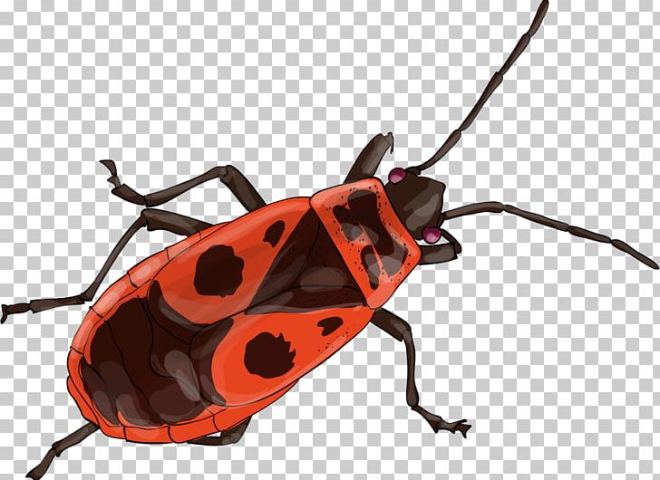 Longhorn Beetle European Firebug Tous Les Insectes Du Monde Insect Wing PNG, Clipart, Animal, Animals, Arion, Arthropod, Beetle Free PNG Download