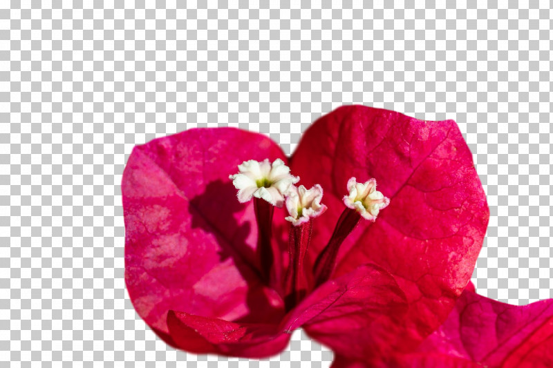 Petal Cut Flowers Close-up Flower PNG, Clipart, Closeup, Cut Flowers, Flower, Petal Free PNG Download