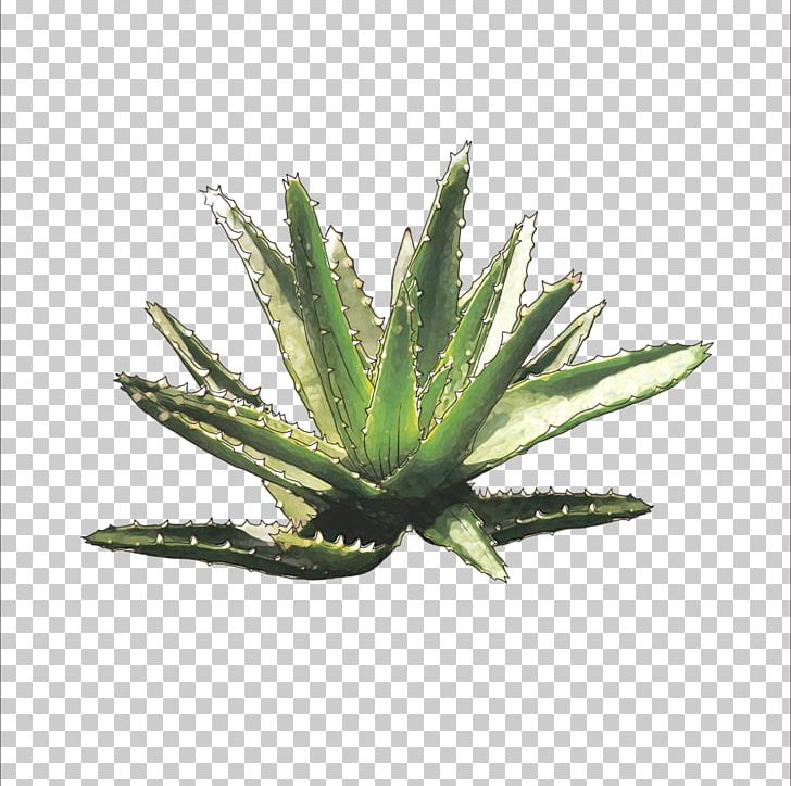 Aloe Plant Euclidean PNG, Clipart, Agave, Aloe, Aloe Perspective, Aloe Plant, Aloe Vera Free PNG Download