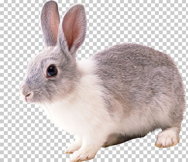 Angora Rabbit Hare French Lop Cottontail Rabbit Domestic Rabbit PNG, Clipart, Angora Rabbit, Animals, Bunny, Cottontail Rabbit, Desktop Wallpaper Free PNG Download