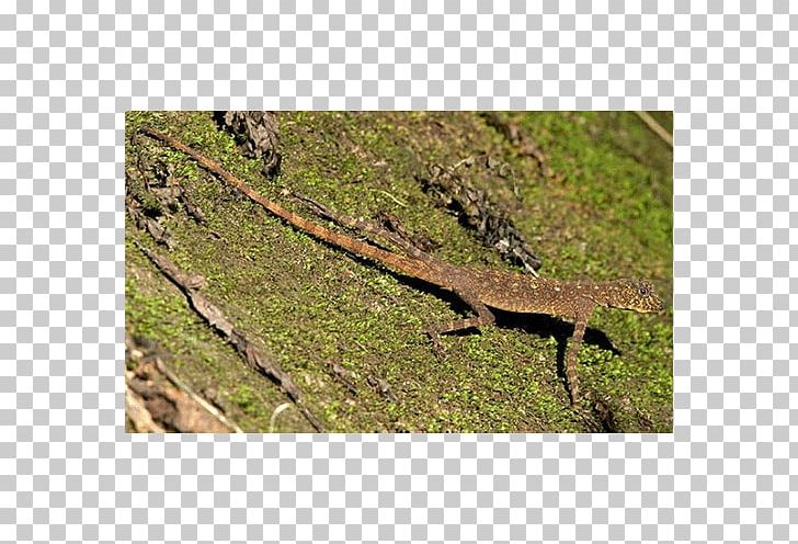 Dragon Lizards Nature Reserve Alligator Fauna PNG, Clipart, Alligator, Animals, Description, Fauna, Grass Free PNG Download