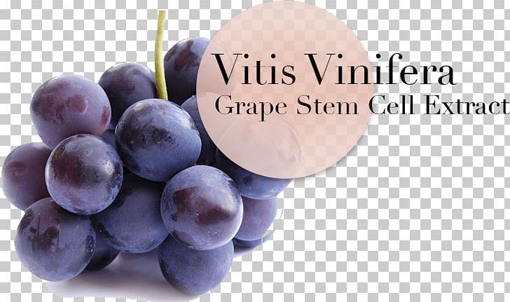 Grape Verjuice Ruby Roman Aglianico Fruit PNG, Clipart, Aglianico, Denominacion De Origen, Food, Fruit, Fruit Exotique Free PNG Download