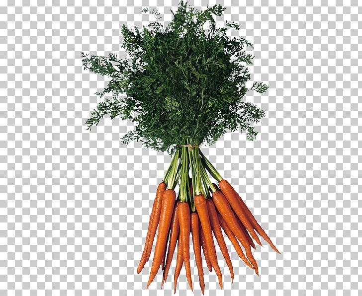 Baby Carrot PNG, Clipart, Baby Carrot, Carrot, Computer Icons, Desktop Wallpaper, Flowerpot Free PNG Download