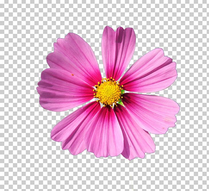 Cut Flowers PNG, Clipart, Annual Plant, Aster, Blog, Clip Art, Cosmos Free PNG Download