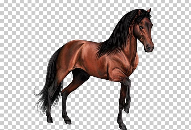 Pony Mustang Stallion English Riding Andalusian Horse PNG, Clipart, Andalusian Horse, Animal Figure, Breed, Bridle, Cerise Free PNG Download