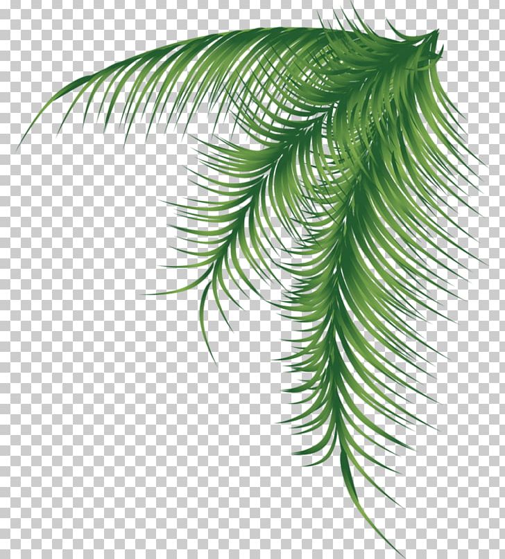 Arecaceae Palm Branch Leaf PNG, Clipart, Arecaceae, Arecales, Bay Leaves, Branch, Coconut Free PNG Download