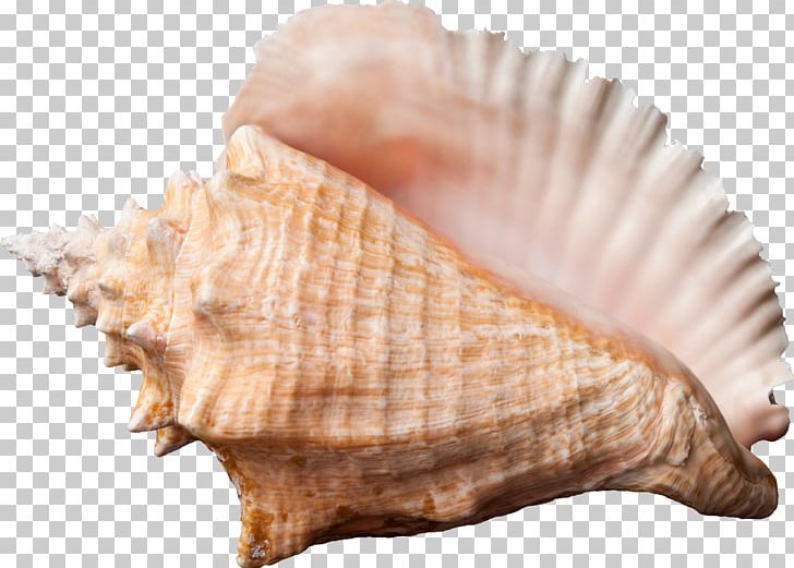 Conch Seashell Desktop PNG, Clipart, Animals, Clam, Clams Oysters Mussels And Scallops, Clip Art, Cockle Free PNG Download