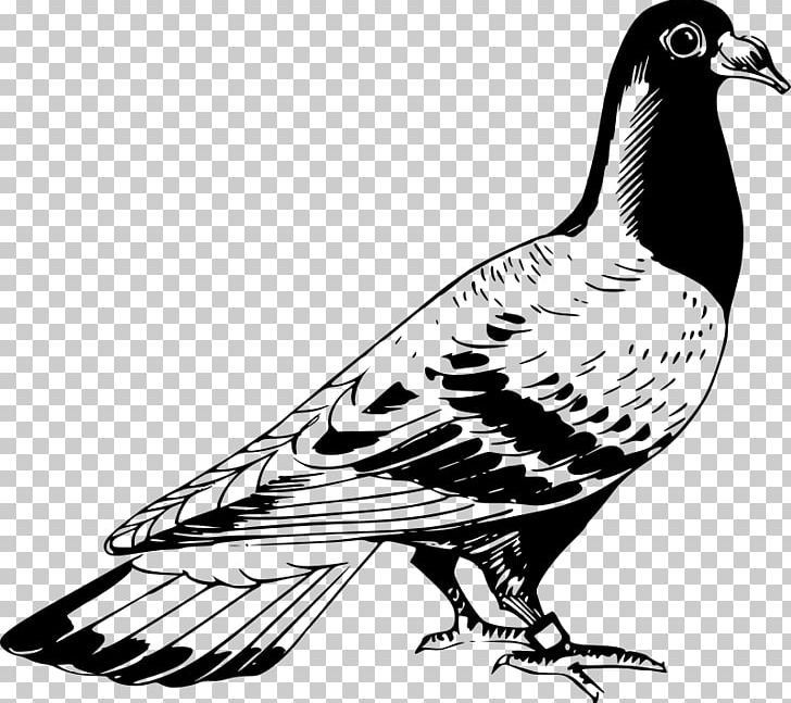 Homing Pigeon Columbidae English Carrier Pigeon Bird Drawing PNG, Clipart, Beak, Bird, Bird Of Prey, Black And White, Color Free PNG Download