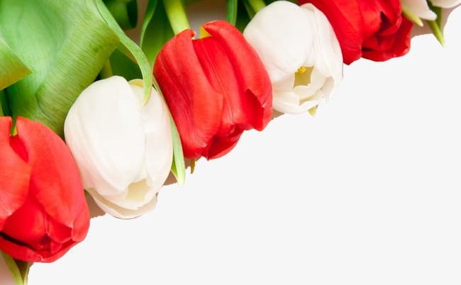 Tulip Flower Background PNG, Clipart, Background, Bouquet, Flower, Flower Clipart, Grass Free PNG Download