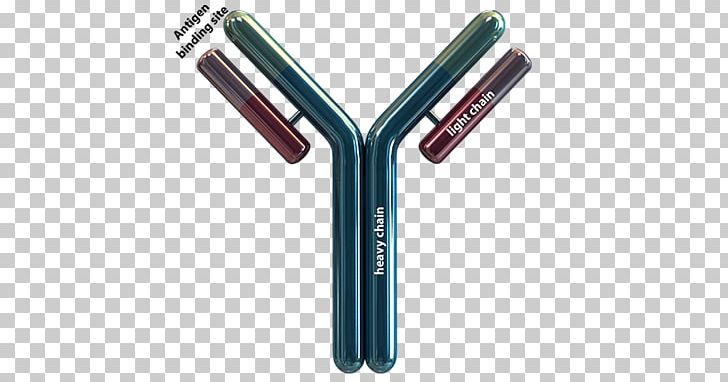 Antibody Protein Antigen Knowledge Evolution PNG, Clipart, Albumin, Allele, Amino Acid, Angle, Antibody Free PNG Download