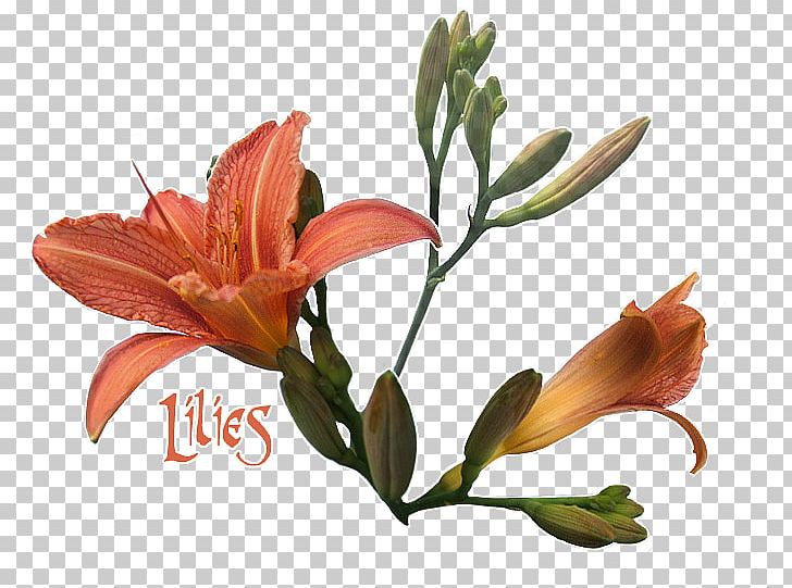 Lily Of The Incas Cut Flowers Plant Stem Petal PNG, Clipart, Alstroemeriaceae, Cut Flowers, Flower, Flowering Plant, Incas Free PNG Download