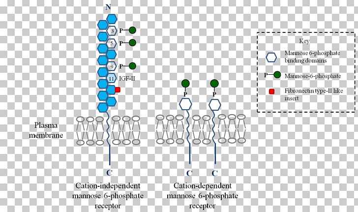 Mannose 6-phosphate Receptor Lysosome Organelle PNG, Clipart, Autophagy, Biology, Cell, Chemistry, Diagram Free PNG Download