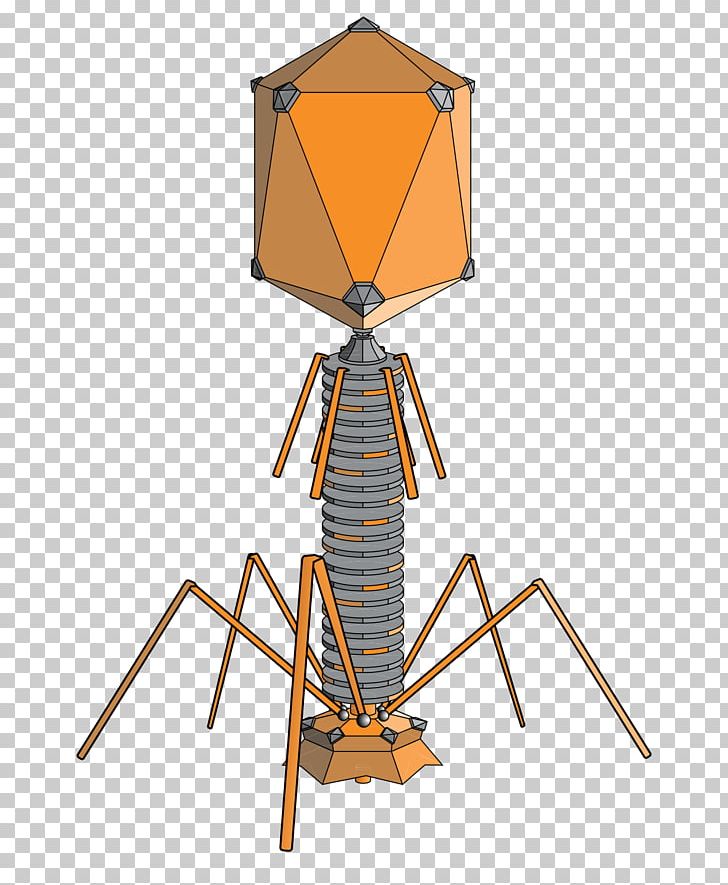 Bacteriophage Phage Group Phage Therapy Bacteria Virus PNG, Clipart, Angle, Bacteria, Bacterial Cell Structure, Bacteriophage, Biology Free PNG Download