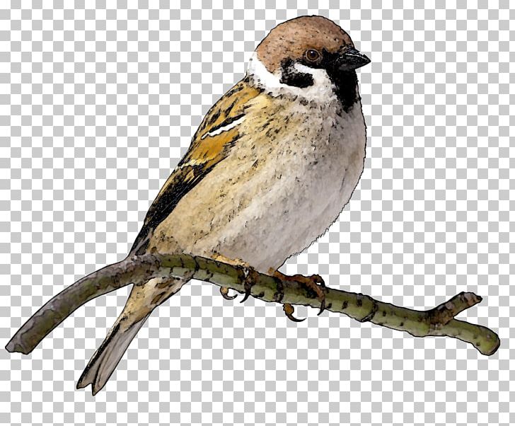 House Sparrow Bird PNG, Clipart, Beak, Bird, Emberizidae, Eurasian Tree Sparrow, Fauna Free PNG Download