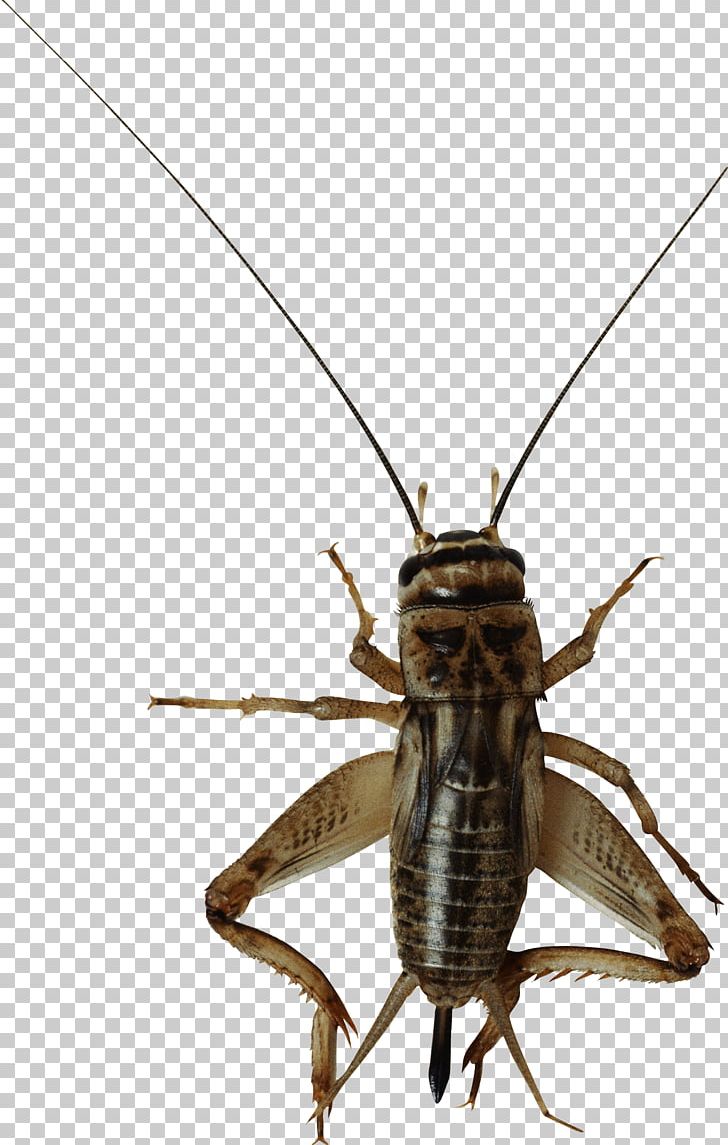Insect PNG, Clipart, Arthropod, Beetle, Bugs, Cricket, Cricket Flour Free PNG Download