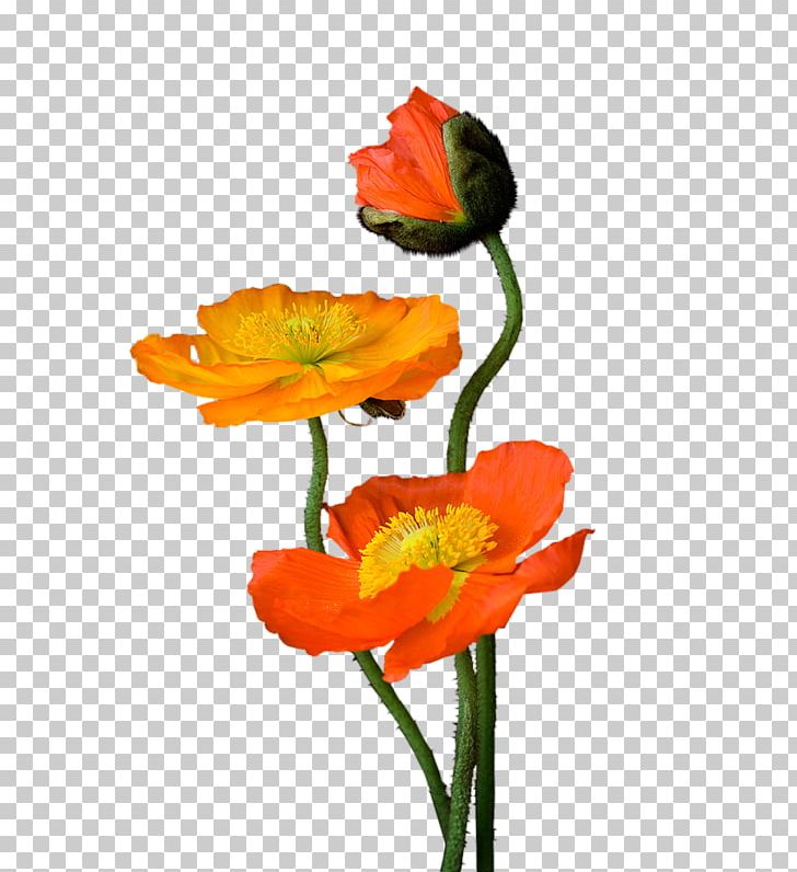 Centerblog Poppy Diary PNG, Clipart, Art, Blog, Centerblog, Collage, Common Poppy Free PNG Download