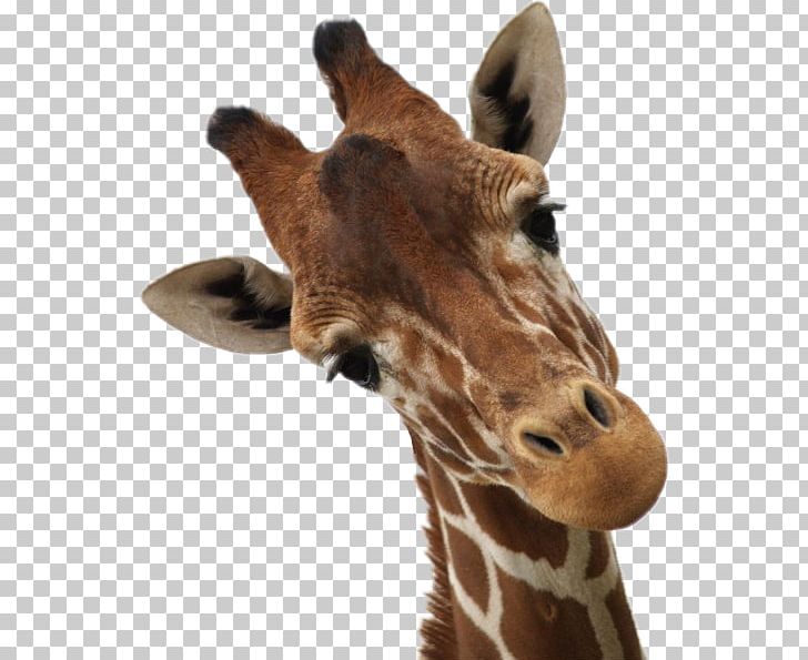 Giraffe Manor Paper PNG, Clipart, Animal, Animal Print, Animals, Craft, Cuteness Free PNG Download