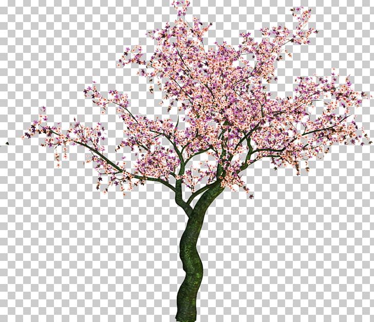 Information PNG, Clipart, Blossom, Branch, Cherry Blossom, Cut Flowers, Download Free PNG Download
