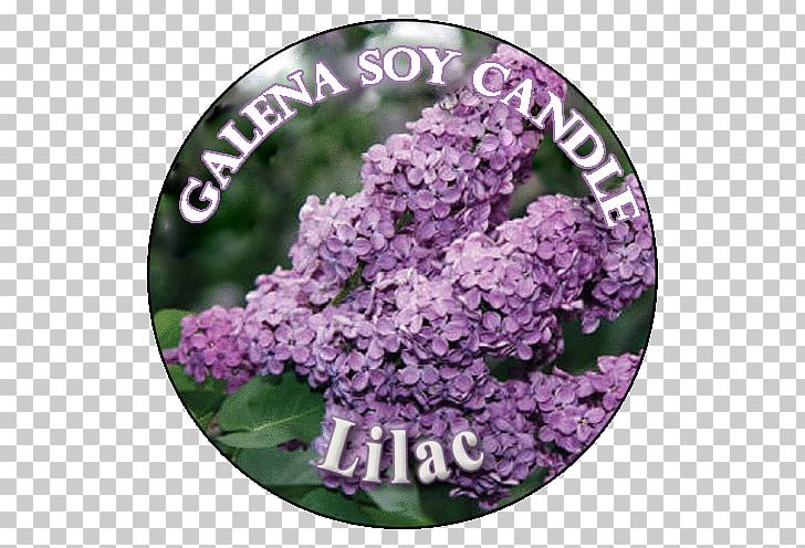 Lilac Hydrangea Pelletizing Lime Pound PNG, Clipart, Flower, Flowering Plant, Hydrangea, Hydrate, Lilac Free PNG Download