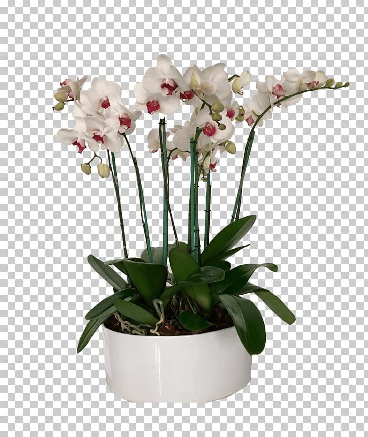 Moth Orchids Flowerpot Cut Flowers Artificial Flower PNG, Clipart, Artificial Flower, Cut Flowers, Flower, Flowering Plant, Flowerpot Free PNG Download