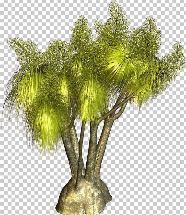 Tree Plant PNG, Clipart, Arecaceae, Arecales, Branch, Computer Software, Evergreen Free PNG Download