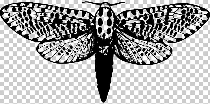 Giant Leopard Moth Butterfly Insect PNG, Clipart, Animal, Arctia Festiva, Arthropod, Black And White, Brush Footed Butterfly Free PNG Download