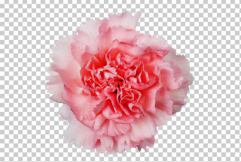 Royalty-free Photo Library ストックフォト Carnation Flower PNG, Clipart, Carnation, Cut Flowers, Flower, Painting, Photo Library Free PNG Download