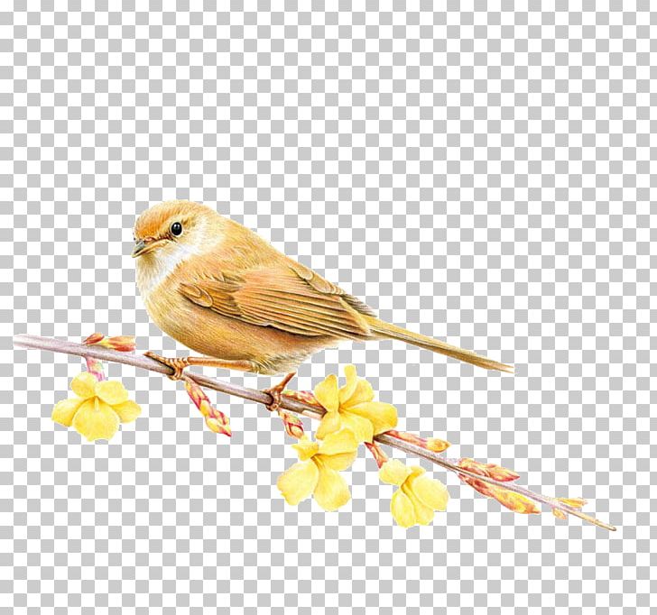 Bird Domestic Canary Colored Pencil Season Summer PNG, Clipart, Animals, Beak, Bird Supply, Branch, Canary Free PNG Download