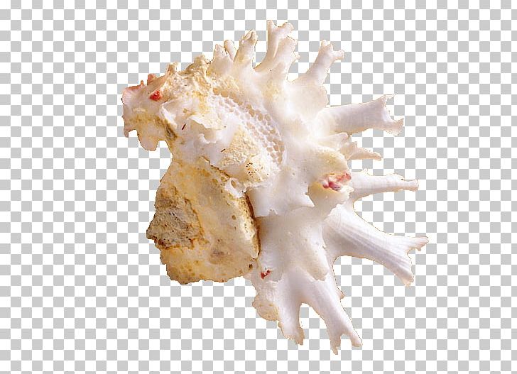 Seashell Sea Snail Conch PNG, Clipart, Animal Fat, Conch, Conch Shell, Cream, Download Free PNG Download