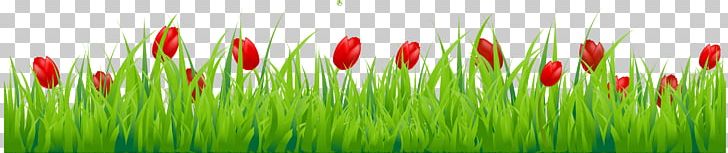 Tulip Flower Stock Photography PNG, Clipart, Cardmaking, Clip Art, Clipart, Closeup, Commodity Free PNG Download