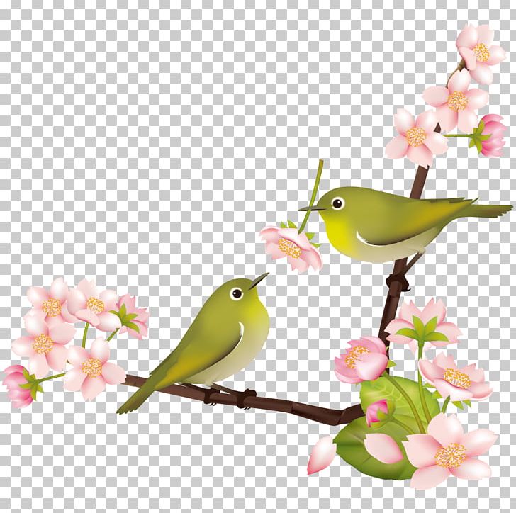Cherry Blossom Japanese White-eye Japanese Bush Warbler Bird 鶯色 PNG, Clipart, Beak, Bird, Blossom, Branch, Cherry Blossom Free PNG Download