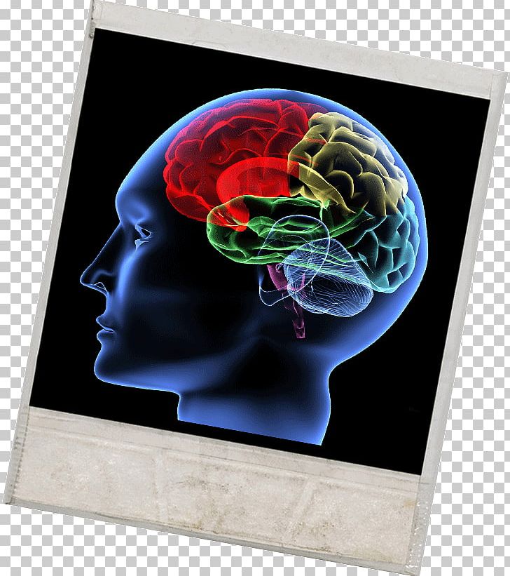 Human Brain Cognition Neuroscience Concept PNG, Clipart, Agy, Brain, Brain Damage, Cognition, Cognitive Science Free PNG Download