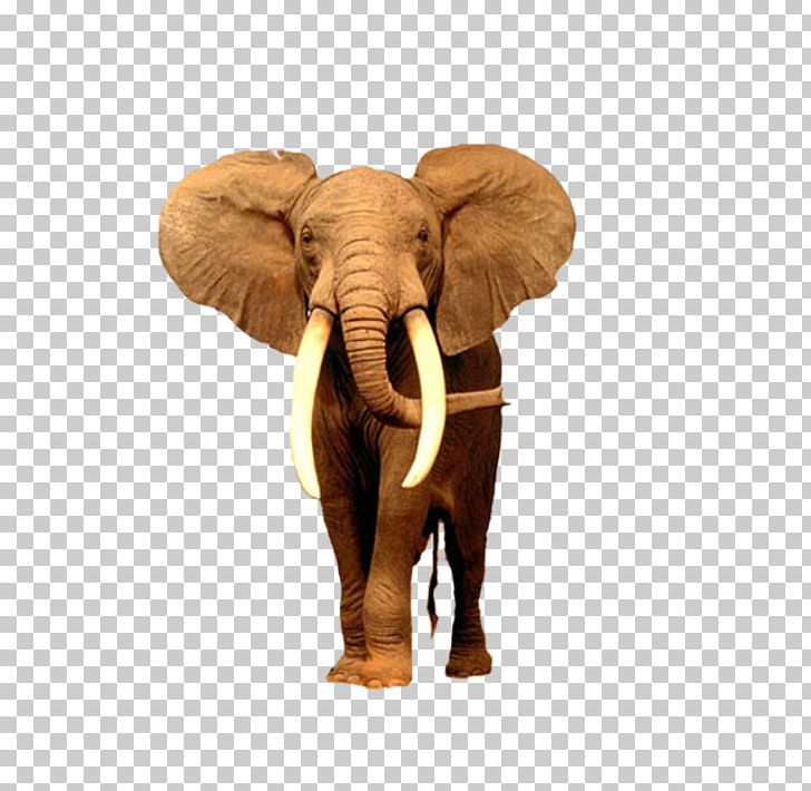 African Bush Elephant Desktop Asian Elephant PNG, Clipart, African Bush ...