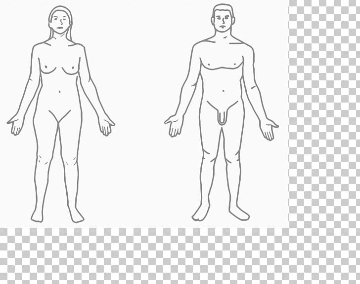 Human Body Female Body Shape Hip Arm PNG, Clipart, Abdomen, Angle, Arm, Body, Body Free PNG Download