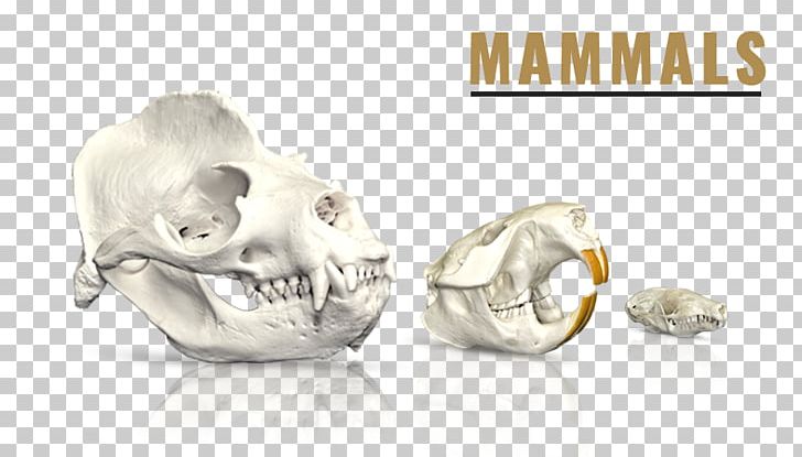 Skull SKELETONS: Museum Of Osteology Mammal PNG, Clipart, African Buffalo, Animal Skulls, Body Jewelry, Bone, Cheetah Free PNG Download