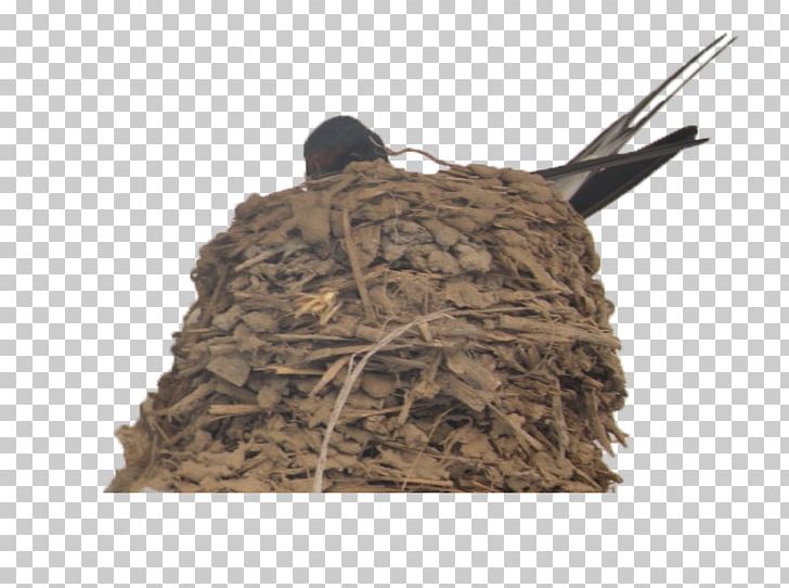 Swallow Edible Birds Nest PNG, Clipart, Animal, Animals, Barn Swallow, Beneficial, Beneficial Bird Free PNG Download