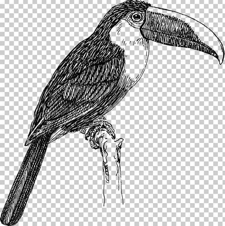 White-throated Toucan Line Art PNG, Clipart, Beak, Bird, Bird Of Prey, Black And White, Coloring Book Free PNG Download