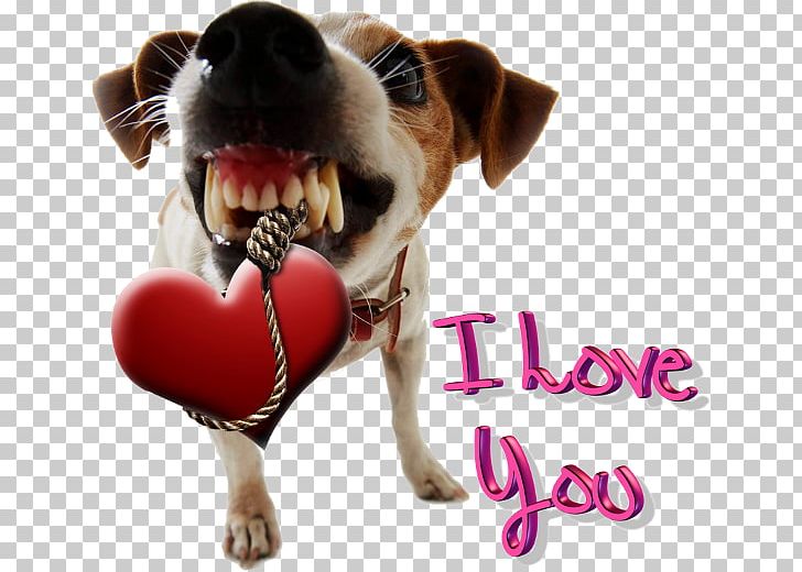 Jack Russell Terrier Maltese Dog Zen Dog Pet Boutique Coyote Pet Door PNG, Clipart, Bark, Carnivoran, Collar, Companion Dog, Coyote Free PNG Download