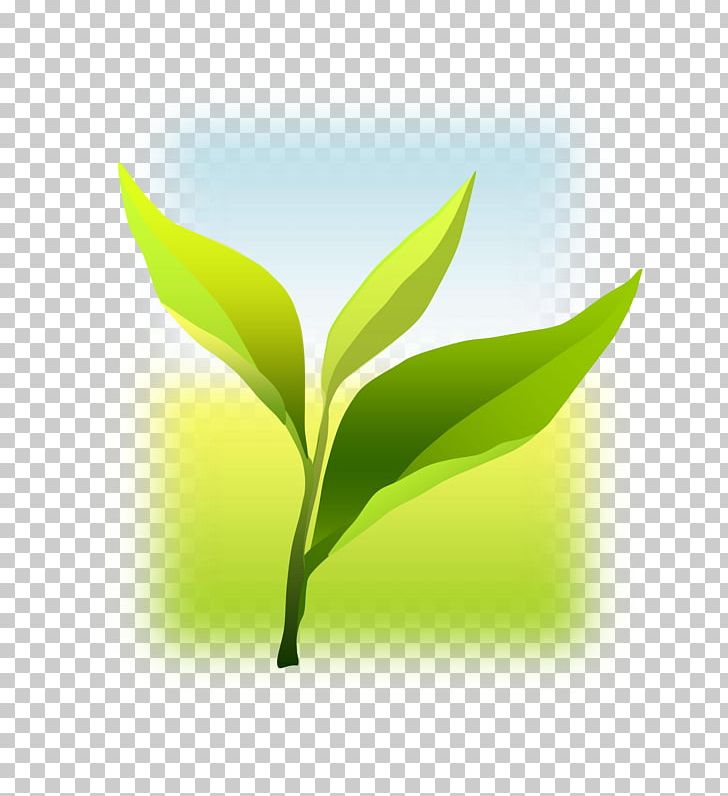 Leaf Desktop Computer Plant Stem PNG, Clipart, Computer, Computer Wallpaper, Desktop Wallpaper, Grass, Green Free PNG Download