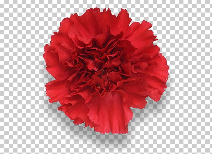 Carnation Red Cut Flowers Peach PNG, Clipart, Annual Plant, Carnation, Color, Cut Flowers, Dianthus Free PNG Download