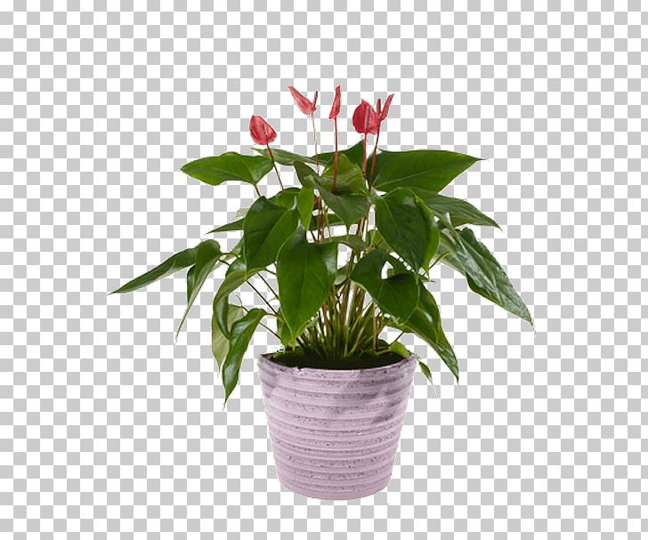 Cut Flowers Flowerpot Houseplant PNG, Clipart, Cut Flowers, Flower, Flowerpot, Houseplant, Others Free PNG Download