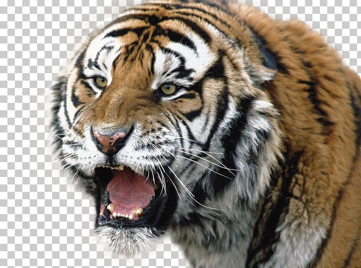 Lion Siberian Tiger Bengal Tiger PNG, Clipart, Animals, Bengal Tiger, Big Cat, Big Cats, Carnivoran Free PNG Download