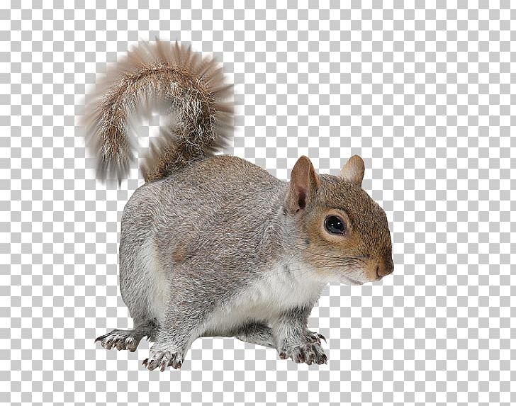 Rodent Raccoon Eastern Gray Squirrel Sciurinae Red Squirrel PNG, Clipart, Animals, Black Squirrel, Desktop Wallpaper, Douglas Squirrel, Eastern Gray Squirrel Free PNG Download