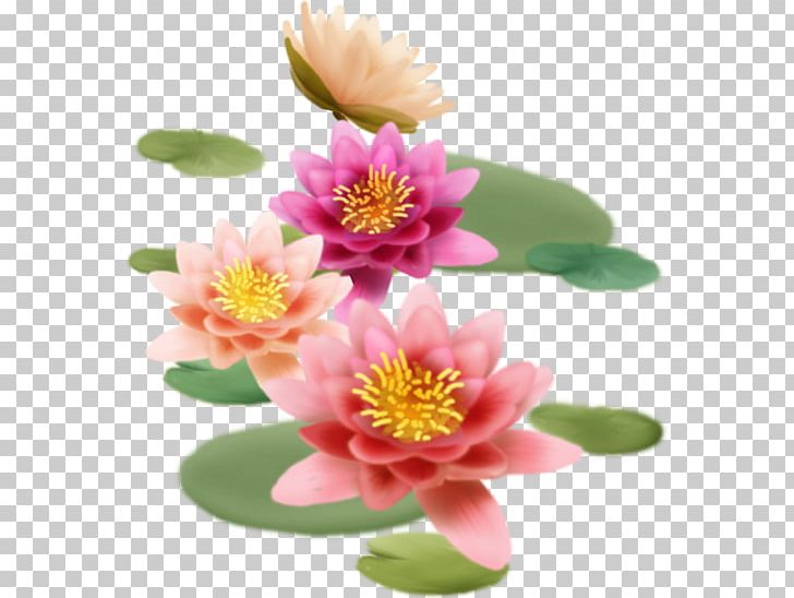 Sacred Lotus Poster 蓮の葉 Design Art PNG, Clipart, Annual Plant, Aquatic Plant, Art, Document, Flower Free PNG Download