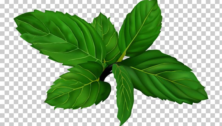 Leaf Plant Stem Desktop Wallpaper PNG, Clipart, Clip Art, Computer Icons, Desktop Wallpaper, Download, Herb Free PNG Download