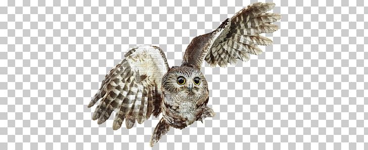Bird Blog Owl October PNG, Clipart, 27 October, 2016, Afternoon, Animals, Autumn Free PNG Download