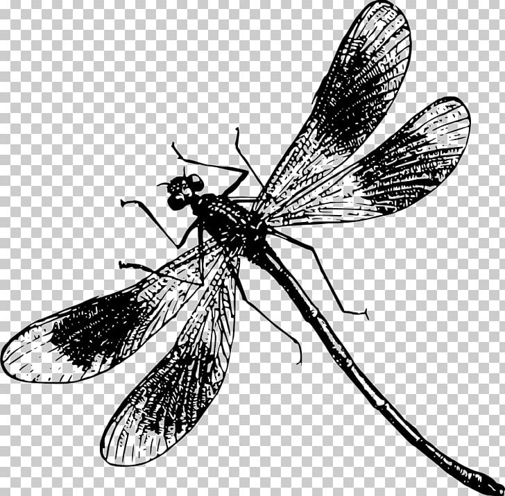 Dragonfly Insect PNG, Clipart, Arthropod, Black And White, Computer Icons, Dragonfly, Drawing Free PNG Download