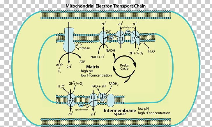 Electron Transport Chain Mitochondrion Cellular Respiration Adenosine Triphosphate The Structure Of Mitochondria PNG, Clipart, Area, Cell, Cell Membrane, Diagram, Electron Free PNG Download
