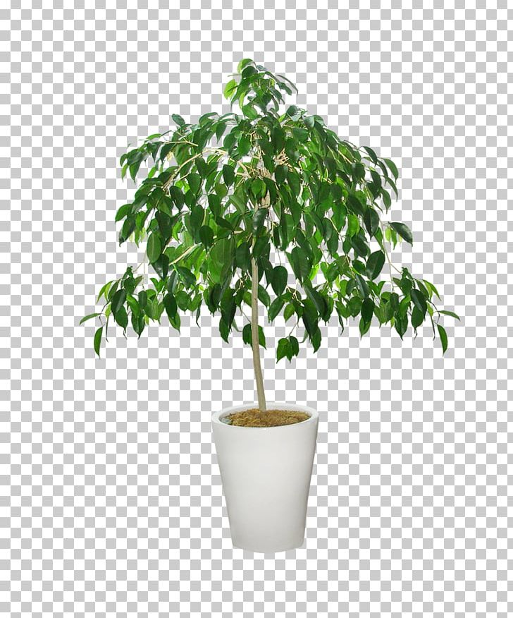 Flower Pot PNG, Clipart, Bonsai, Branch, Cultivo, Decorative Patterns, Dots Per Inch Free PNG Download